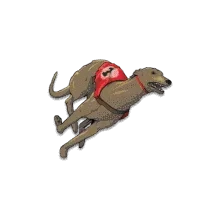 Greyhound Racing Betting